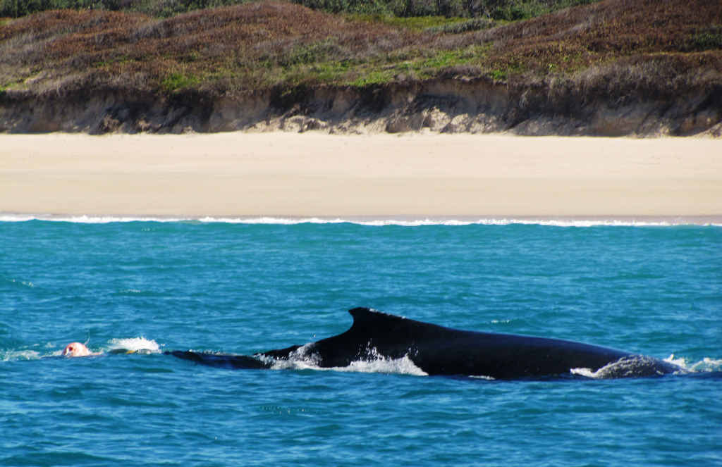 MARINE RESCUE: Attempts were made to free a whale that was caught in ropes and towing a metal drum north of Woolgoolga at the weekend.
MARINE RESCUE: Attempts were made to free a whale that was caught in ropes and towing a metal drum north of Woolgoolga at the weekend.